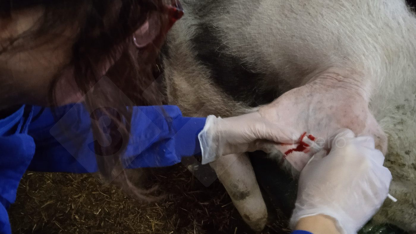 <p>Photo 3. Sampling by swab from the auricular vein.</p>